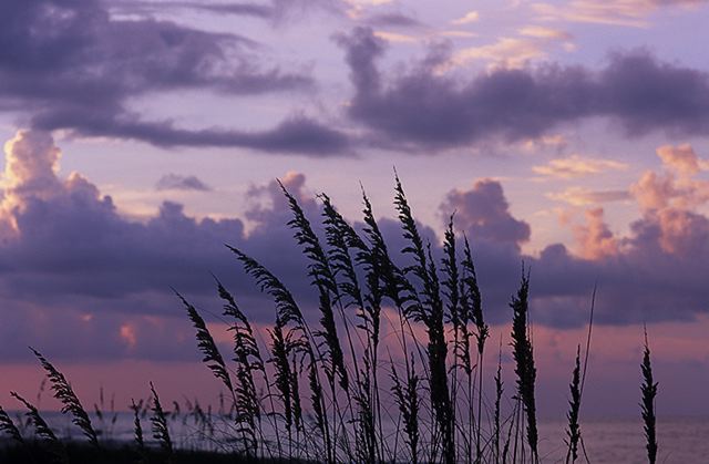 Ocean;Beach;Waves;Shore;Shoreline;Sand;Wet;Water;Sandy;Sea;Clouds;Plants;Foliage;Vegetation;Botanicals;Botany;Herbaceous;Herb;Greenery;Flora;Herbage;Sunlight;Sun;Beams;Sunbeam;Rays;Light;Luminance;Illuminate
